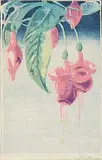 Fuchsia by Walter J. Phillips, 1927, colour wood block on paper, sold Apr 2010