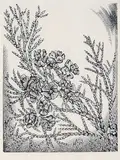 Henry Eric Bergman, Yellow Cedar