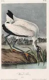 John James Audubon, Wood Ibis [Pl.361]
