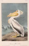 John James Audubon, American White Pelican [Pl.422]