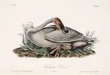John James Audubon, Trumpeter Swan [Pl.383]