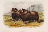 John James Audubon, Musk Ox [Pl.CXI]