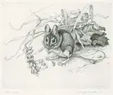 Winifred Marie L. Austen, Field Mouse, etching on paper