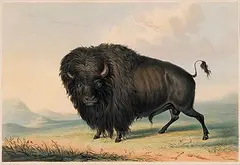 George Catlin, Buffalo Bull Grazing [Pl.27], 1844, hand coloured lithograph on paper