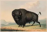 George Catlin, Buffalo Bull Grazing [Pl.27], 1844, hand coloured lithograph on paper