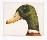 Jack Lee Cowin, Mallard Drake #20/30