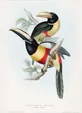 John Gould, Pteroglossus Aracari
