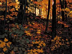 Larry Bracegirdle, A Light in the Forest, 1998, oil on canvas