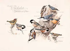 Fenwick Lansdowne, Canadian Chickadees, Nuthatches and Others, 1975, watercolour on paper