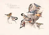 Fenwick Lansdowne, Canadian Chickadees, Nuthatches and Others, 1975, watercolour on paper