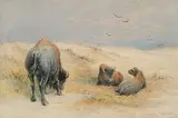 Frederick Arthur Verner, Bison Mid-day