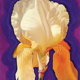 Joice Hall, Iris I, 1999, oil on wood board