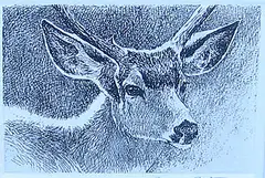 Robert Bateman, Black-tailed Deer Portrait, 2005, etching on paper