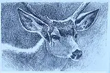 Robert Bateman, Black-tailed Deer Portrait