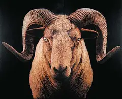 Ray Hare, Untitled - Rocky Mountain Sheep, 2002, oil on canvas