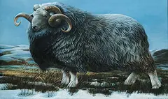 Barry Driscoll, Herdwick Ram, 1979, tempera on paper
