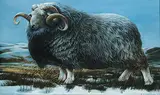 Barry Driscoll, Herdwick Ram, 1979, tempera on paper