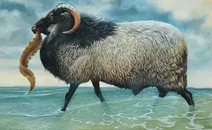 Barry Driscoll, North Ronaldsay Ram, 1979, tempera on paper