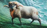 Barry Driscoll, Boreray Ram, 1979, tempera on paper