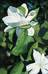 Jim Adams, White Clematis, oil on canvas