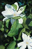 Jim Adams, White Clematis, oil on canvas