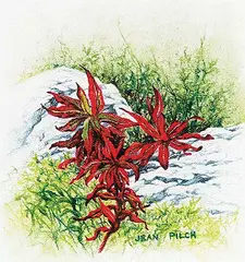 Jean Pilch, Fall Fireweed, 2005, pastel pencil on paper