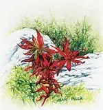 Jean Pilch, Fall Fireweed, 2005, pastel pencil on paper