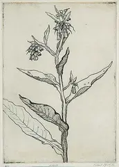 Robert Young, Weed #2/6, 1963, etching on paper