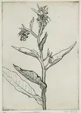 Robert Young, Weed #2/6, 1963, etching on paper