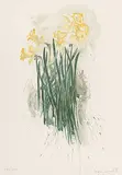 Molly Lamb Bobak, Daffodils #149/250, colour lithograph on paper
