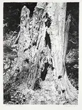 Ernest Friedrich Lindner, Dead Fall No.2 #69/100, 1976, lithograph on paper