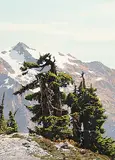 Simon H. Camping, The Old Guard [Mount Baker], watercolour on paper