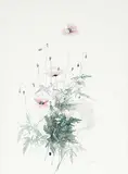 Molly Lamb Bobak, Poppies