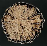 Untitled - Mandala on Black Background by Arthur Fortescue Mckay, 1979, enamel on hard board, sold Nov 2007
