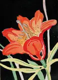 Annora Brown, Untitled - Orange Tiger Lily, watercolour on paper