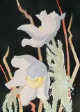 Annora Brown, Untitled - Purple Crocus, watercolour on paper