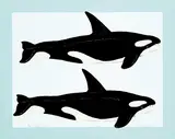 David Thauberger, Whale Print #35/150, 1979, colour silkscreen on paper