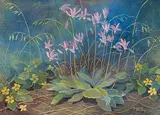 Annora Brown, Untitled - Shooting Stars, watercolour on paper