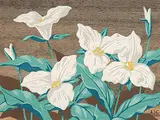 A. J. Casson, Untitled - White Flowers, colour silkscreen on wood veneer