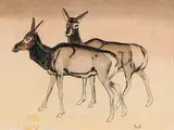 Untitled - Female Elk by Illingworth Kerr, watercolour and ink on paper, sold Apr 2007