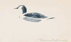 Thoreau MacDonald, Untitled - Duck, graphite on paper