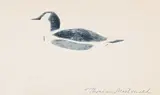 Thoreau MacDonald, Untitled - Duck, graphite on paper