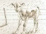 Joseph Fafard, Barb #4/150, 1991, lithograph on paper
