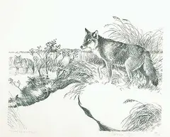 Clarence Tillenius, Coyotes Hunting #50/50, 1984, lithograph on paper