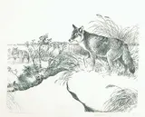 Clarence Tillenius, Coyotes Hunting #50/50, 1984, lithograph on paper