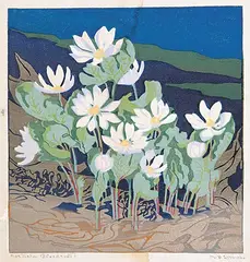 Mary E. Wrinch, Northern Bloodroot, 1954, colour lino block on paper