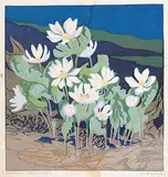 Mary E. Wrinch, Northern Bloodroot, 1954, colour lino block on paper