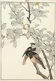 Imao Keinen, Two Birds on a Branch with White Flower, colour wood block on paper