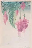Fuchsia by Walter J. Phillips, 1927, colour wood block on paper, sold Nov 2006