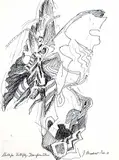 Jack Shadbolt, Sketch for Butterfly Transformations, 1981, ink on paper